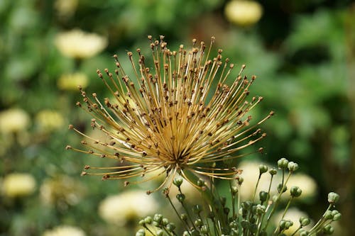 Stamens of Flower on Meadow