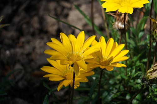 Free stock photo of yellow flower, yellow flowers