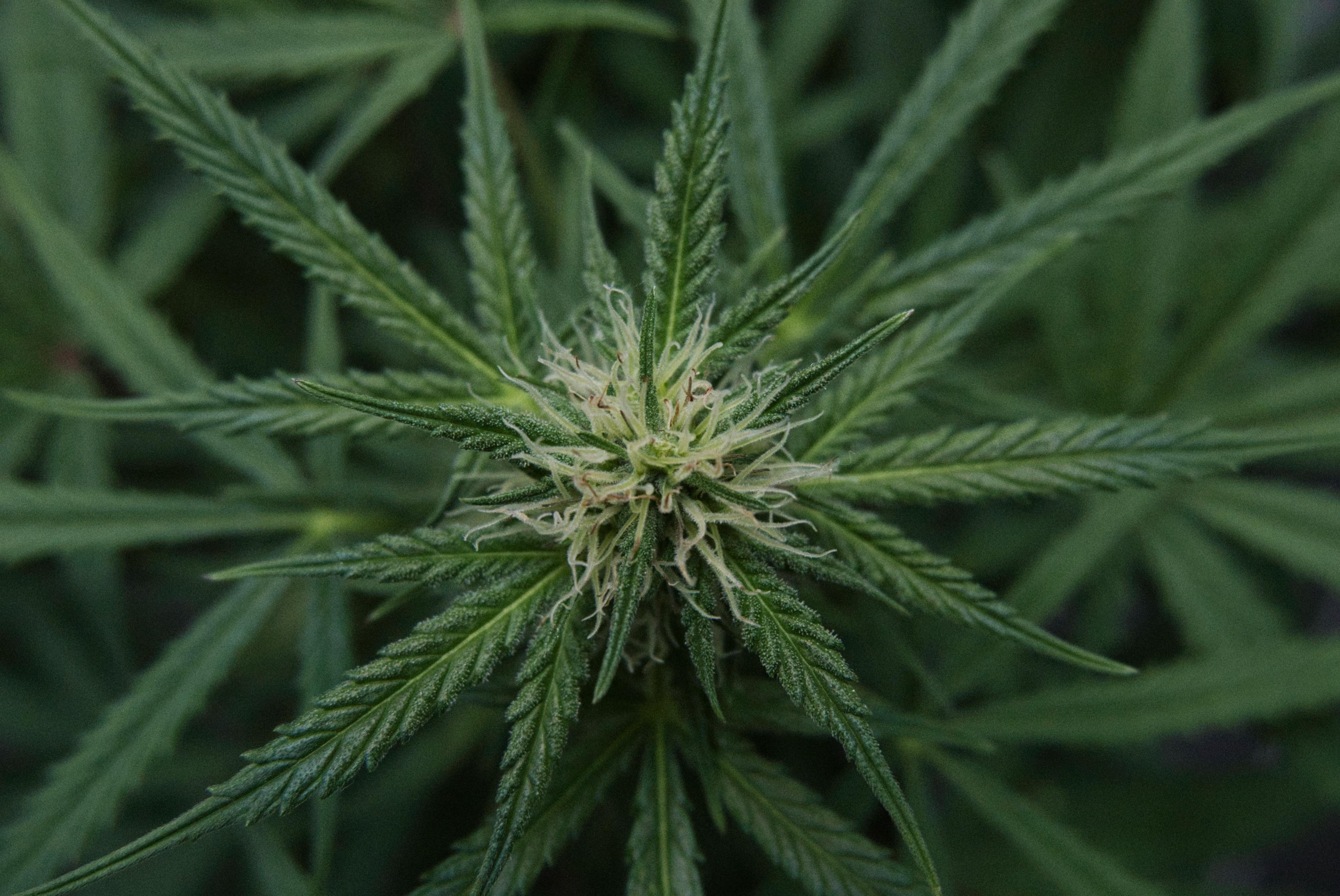 pexels-photo-20719660.jpeg?auto=compress