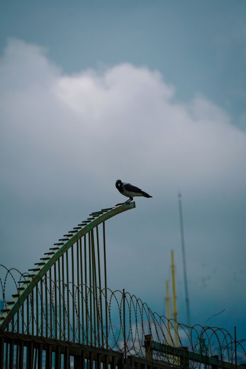 Free A solitary crow sits on a barbed wire fence, silhouetted against a cloudy sky, capturing the essence of solitude in nature. Stock Photo