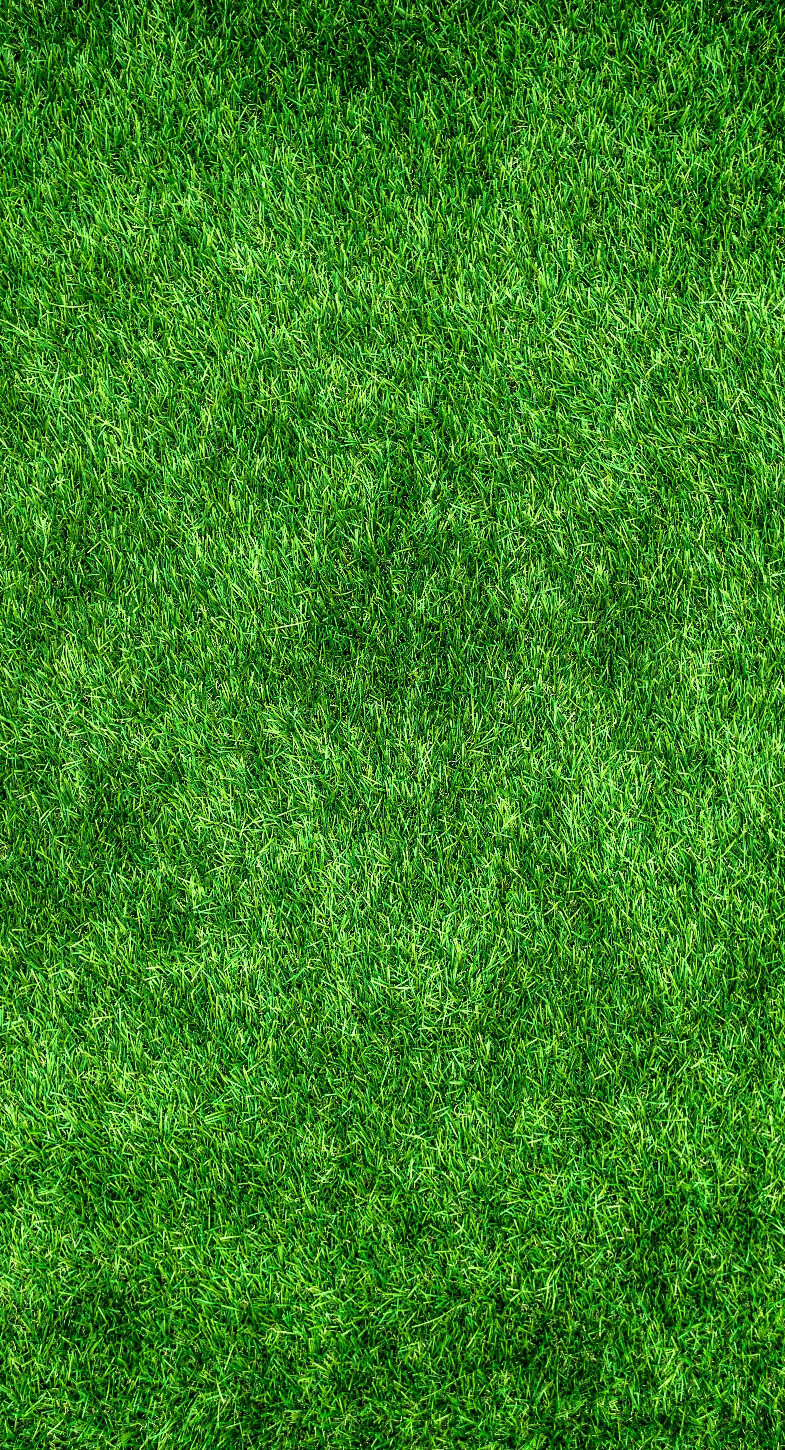 Free stock photo of artificial turf, background, forest