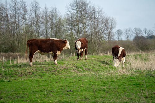 Three cows are grazing on a grassy field