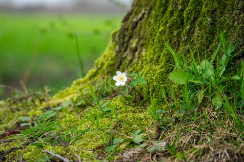 Gratis stockfoto met aarde, bloem, boom