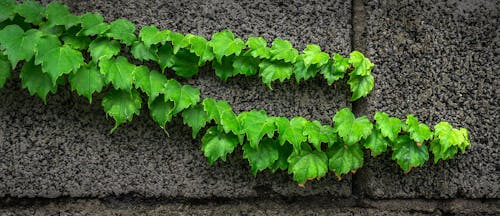 Green Leaves on Gray Surface