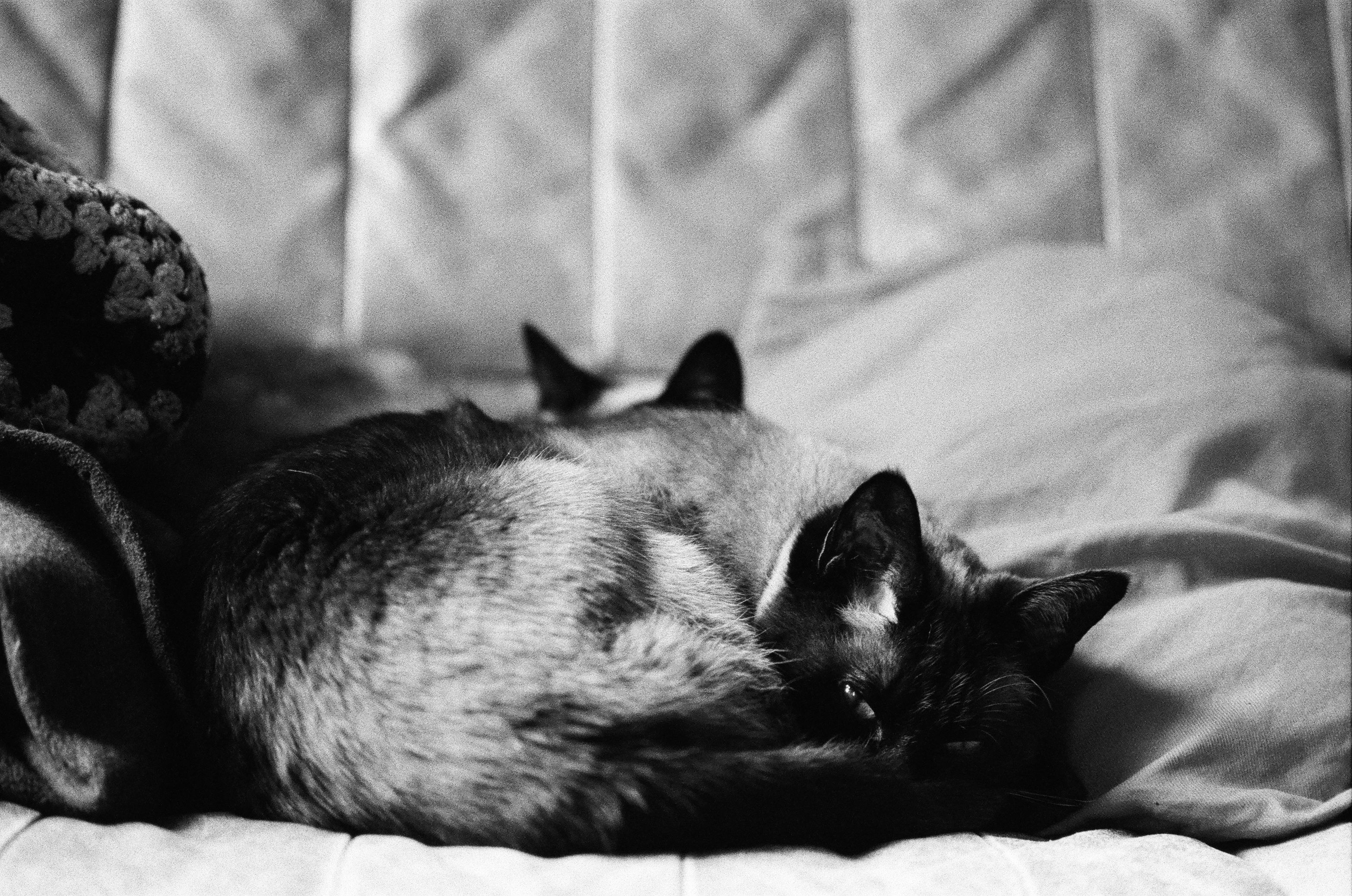 Portrait of a cat at a veterinary clinic