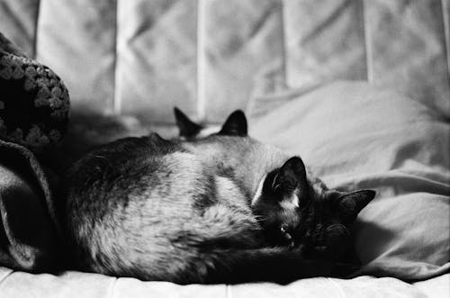 A black and white photo of a cat sleeping on a couch