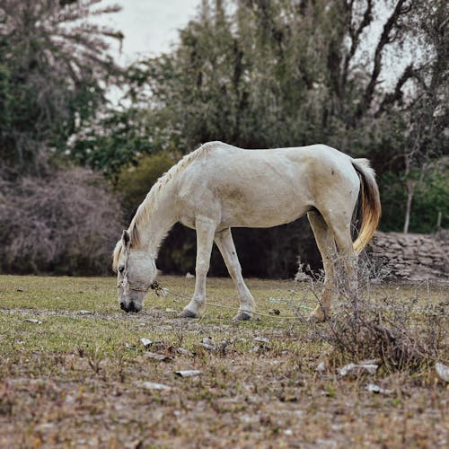 whispers of the wind "white horse"