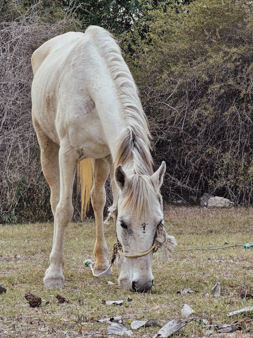 mystic stallion "white horse"