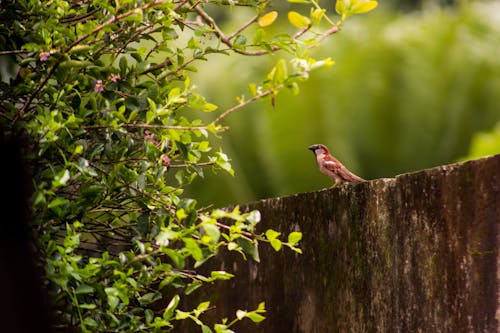 Shallow Focus Photo of Red Bird