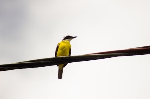 Free Yellow Bird Standing on Cable Wire Stock Photo