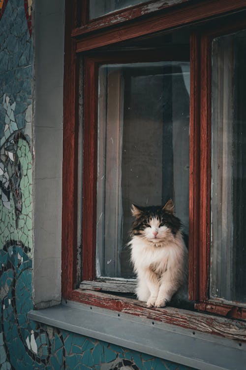 A cat sitting in a window looking out