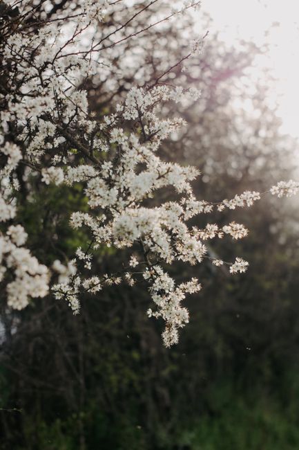 Beautiful cherry blossom branches basking in warm spring sunlight, captured with a soft focus.