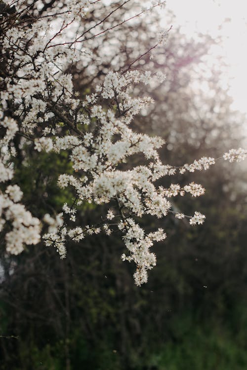 Free A white flower on a tree branch in the sun Stock Photo