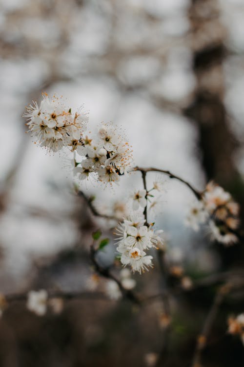 겨울, 계절, 꽃봉오리의 무료 스톡 사진