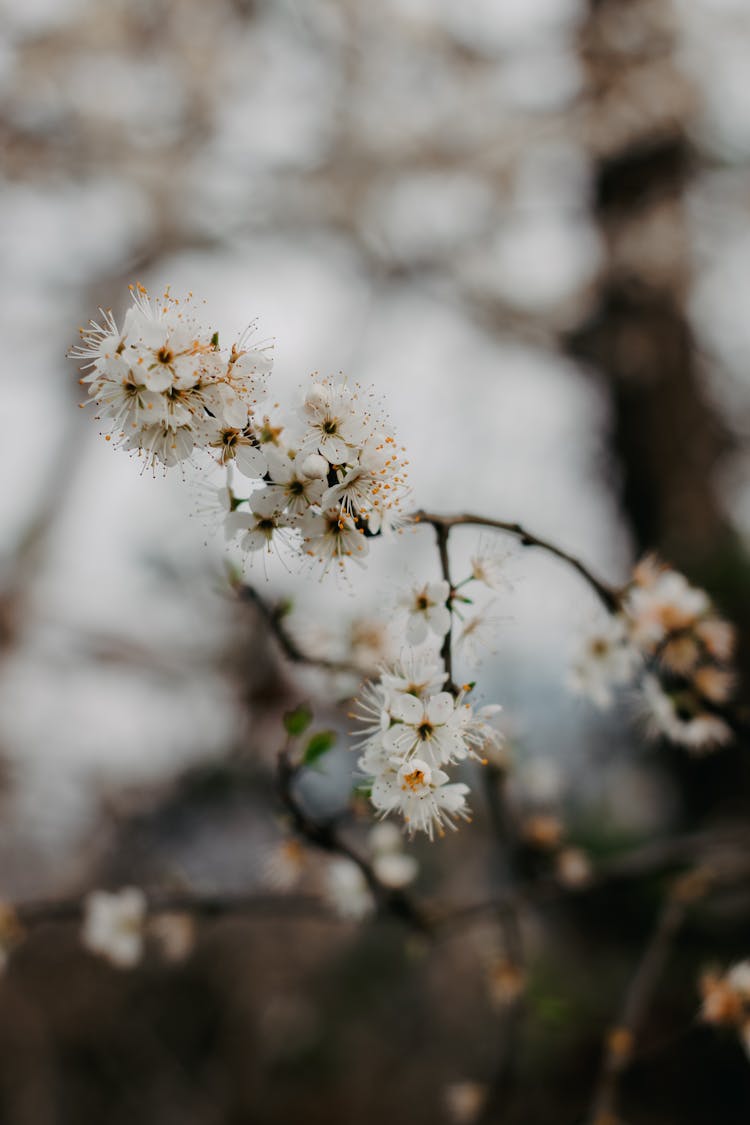 Blossoms On Tree Branch