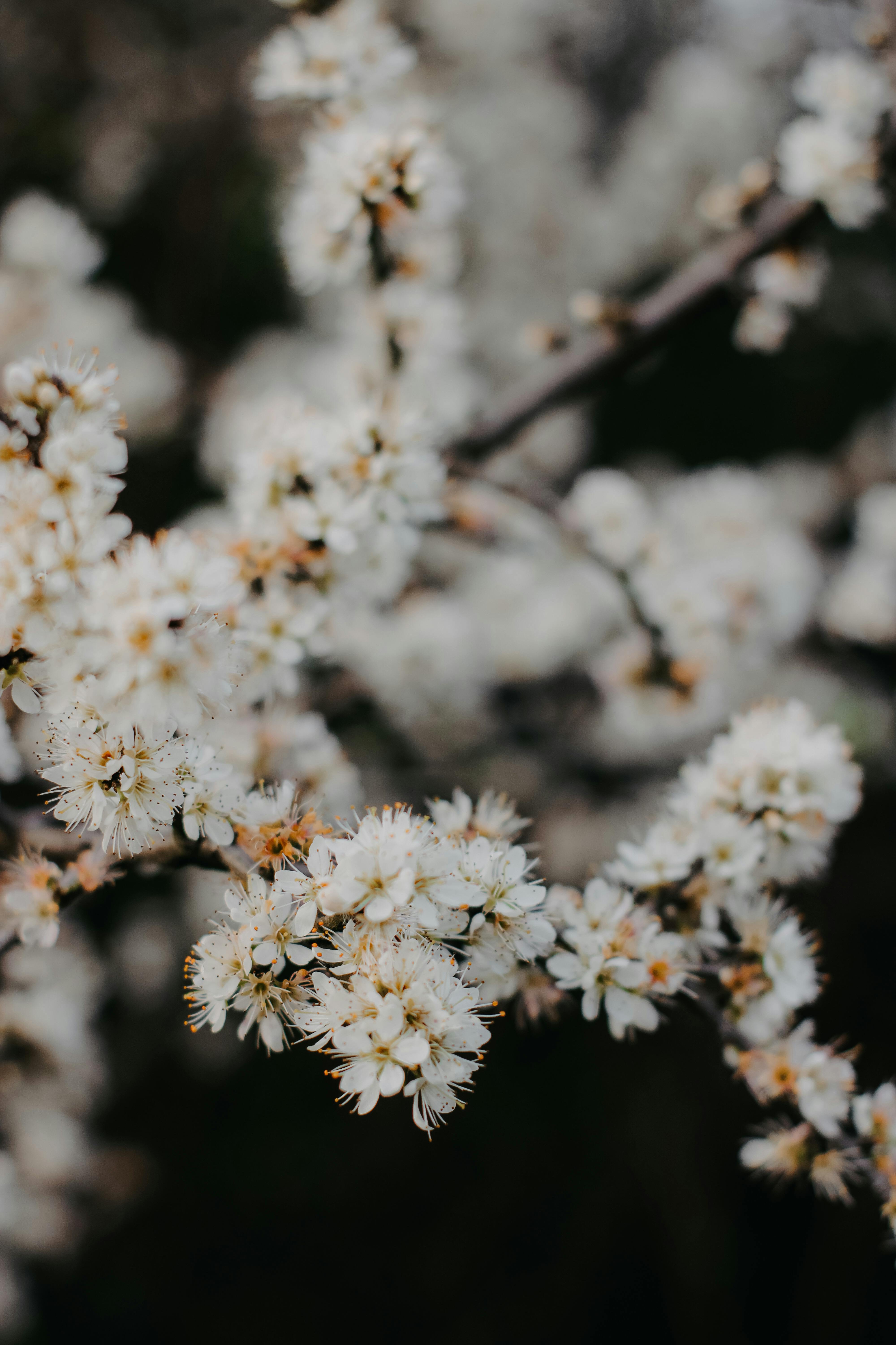 Close-up of white spring blossoms on a tree branch, conveying a sense of nature's renewal and beauty.