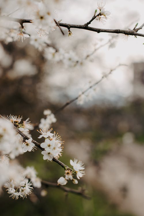 คลังภาพถ่ายฟรี ของ ขาว, ดอกไม้, ธรรมชาติ