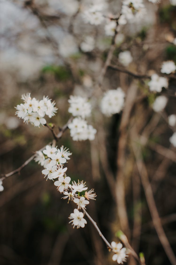 Blossoms On Tree Branch