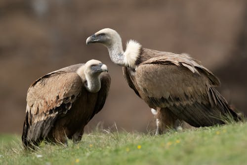 Vultures Standing on Grass