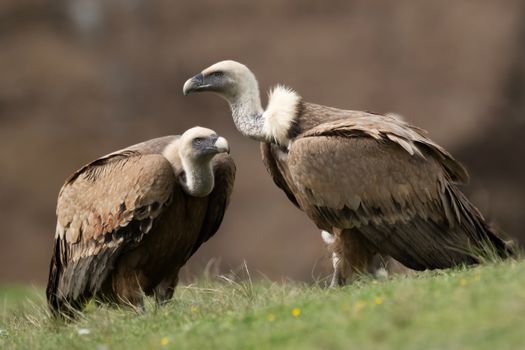 Two Griffon Vultures (Gyps fulvus) captured in their natural habitat, showcasing wildlife beauty.