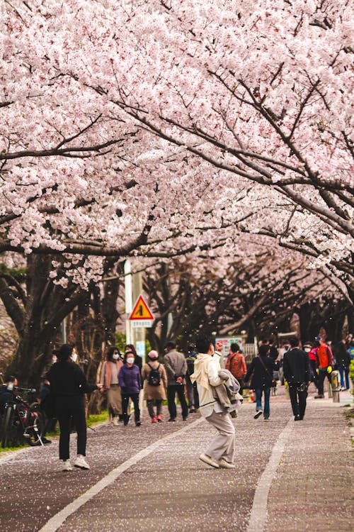 Fotobanka s bezplatnými fotkami na tému čerešňový kvet, čerešňový kvet na pozadí, cherry-stromy