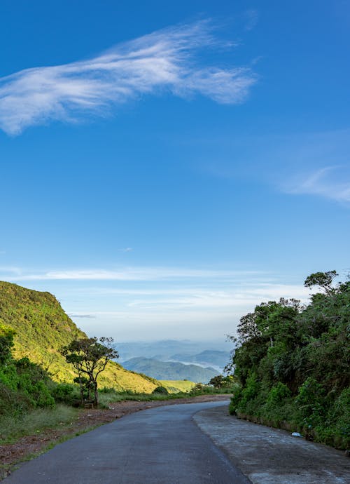 Fotos de stock gratuitas de arboles, bosque, carretera