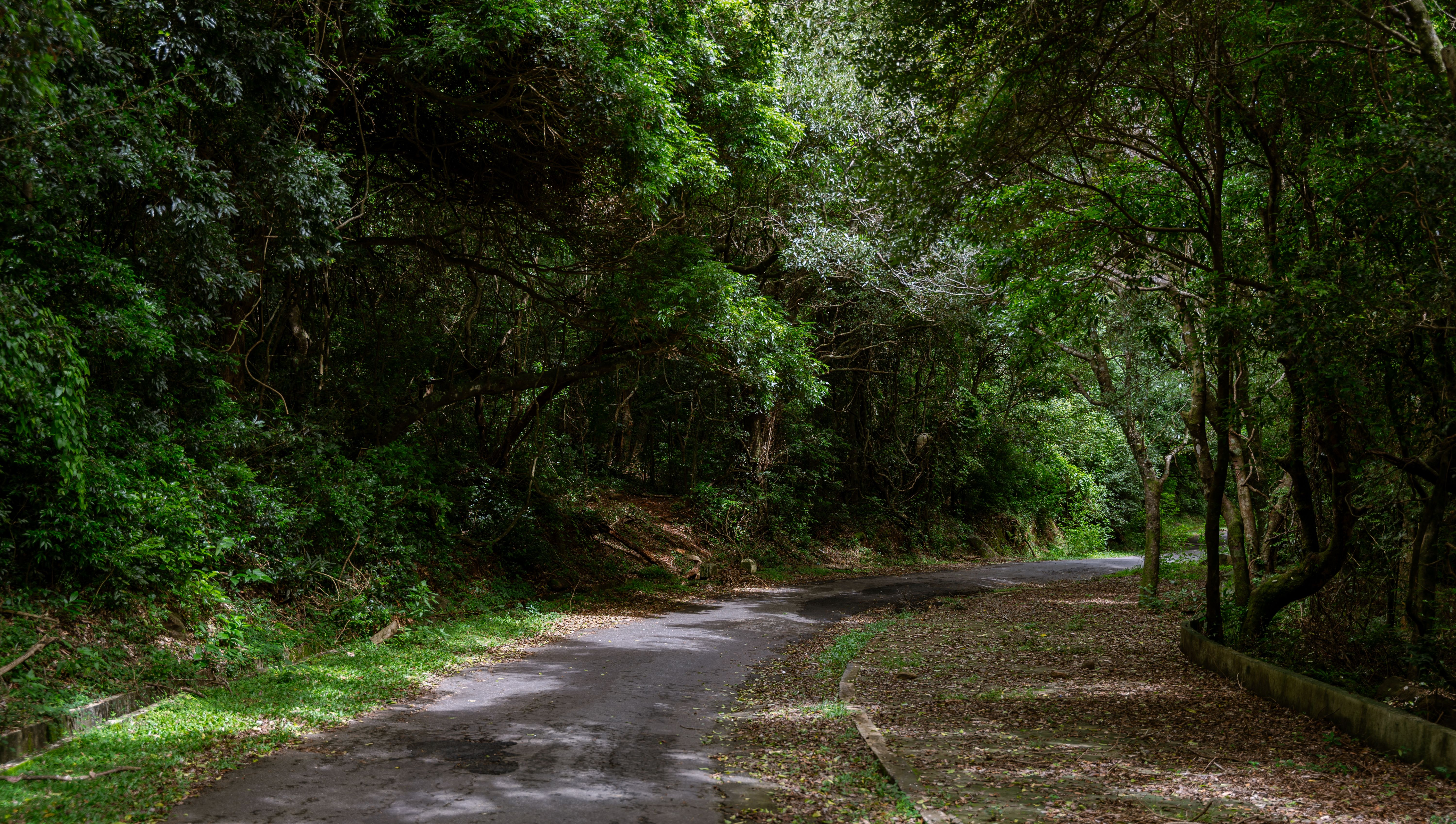 Walk the Ngong Road Forest Sanctuary