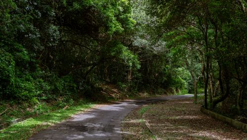 Free Tranquil forest path with lush foliage, perfect for summer strolls. Stock Photo