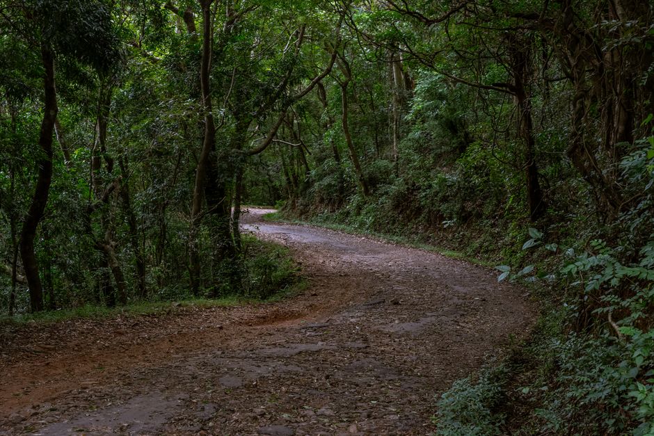 winding forest path fog
