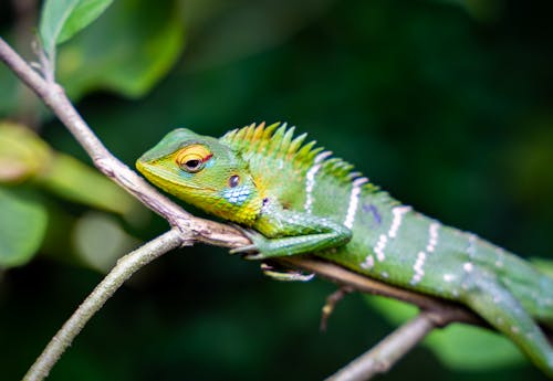 Immagine gratuita di fotografia di animali, fotografia naturalistica, impianto