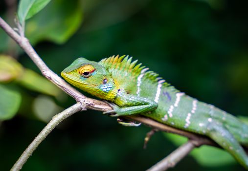 chameleon photo