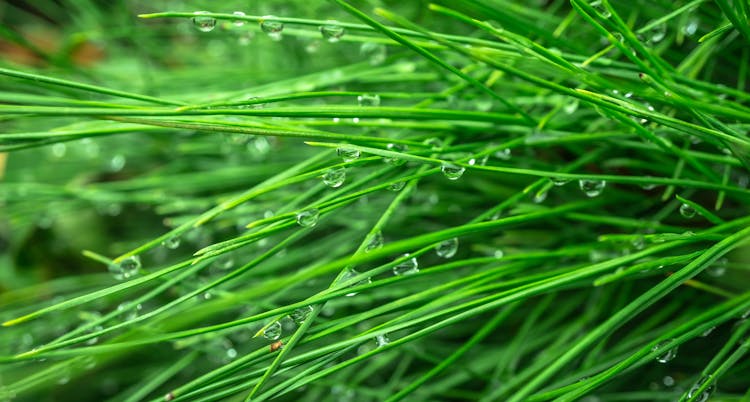 Water Dew On Grasses