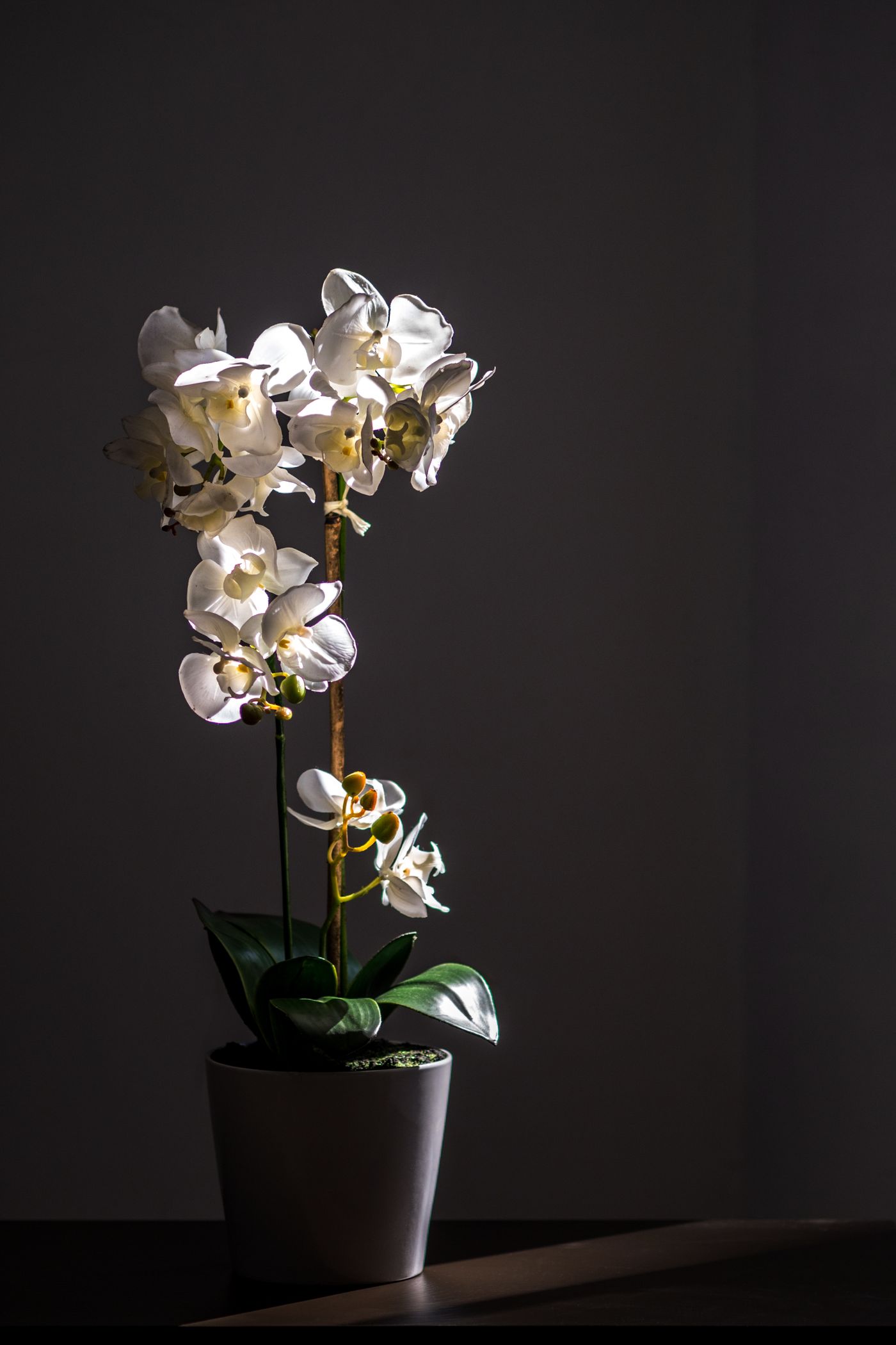 Biały storczyk phalaenopsis w doniczkach na parapecie