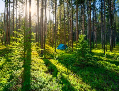 Summer Tent Camping In Beautiful Pine Forest 