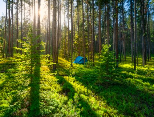Free A tranquil camping scene with a blue tent nestled in a lush, sunlit forest in Montana. Stock Photo