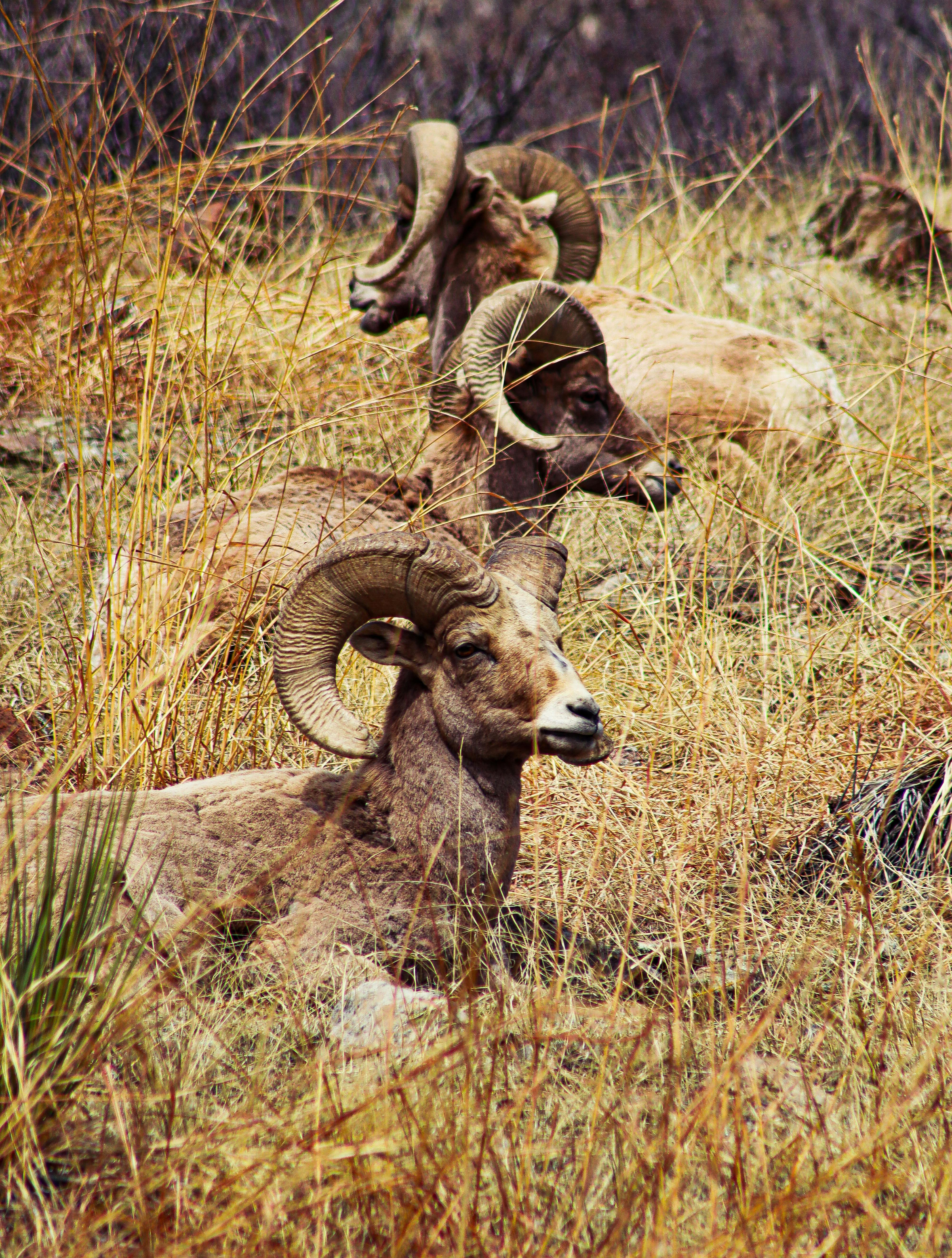 Gratuit Photos gratuites de animal, animaux à cornes, camouflage Photos