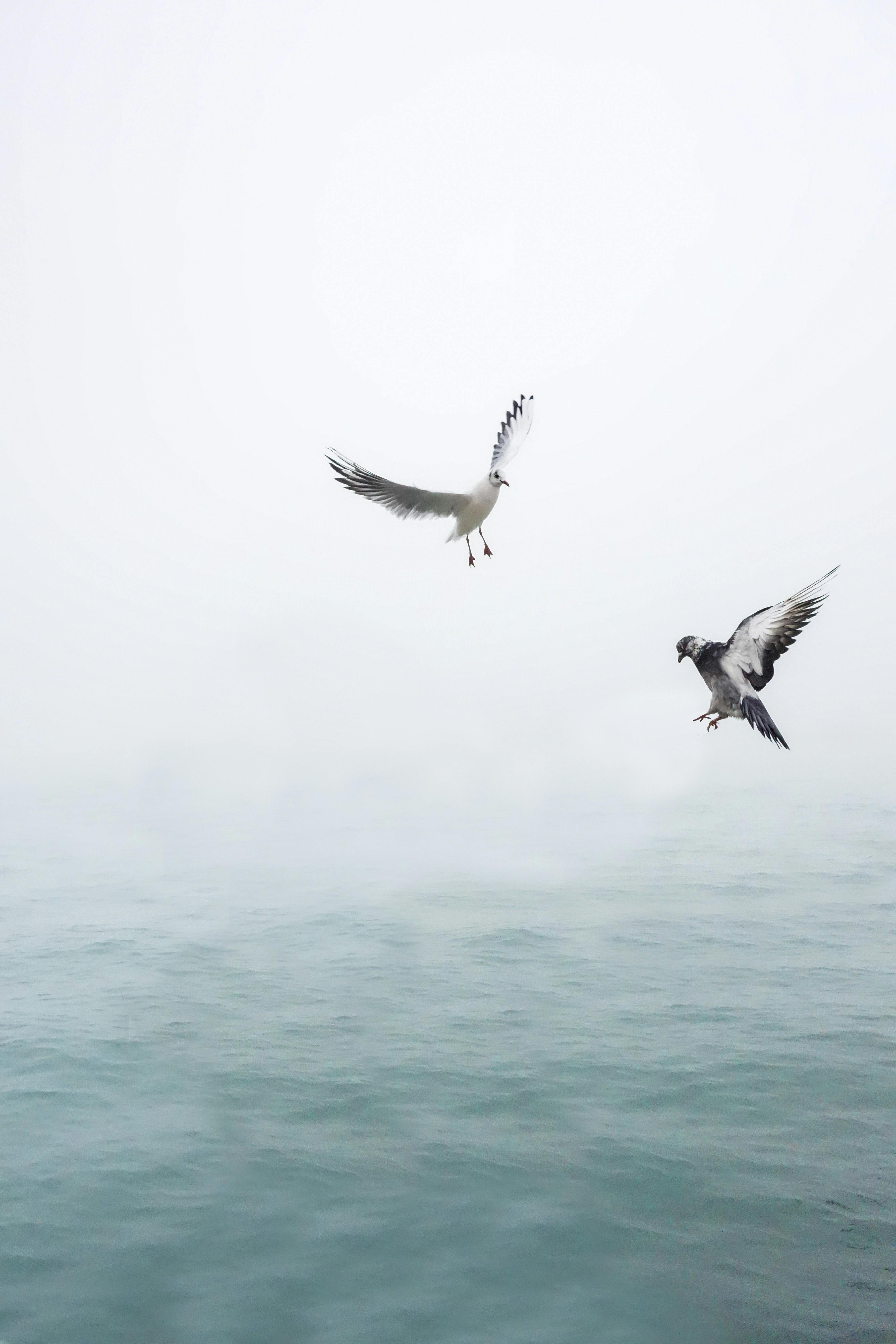 iPhoneXpapers - mk99-sky-cloud-birds-fly-nature