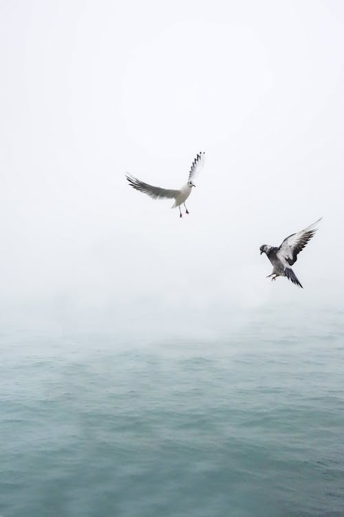 Free Taube Und Möwe Fliegen über Gewässer Stock Photo