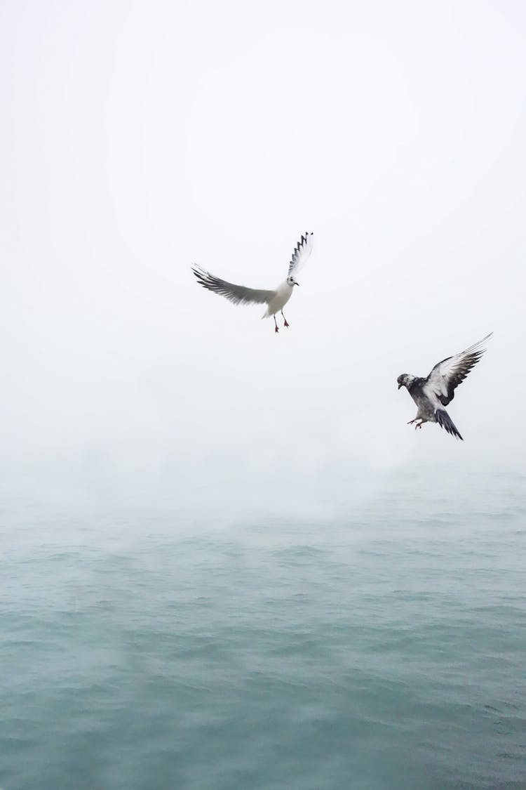 Seagulls Flying Above Water