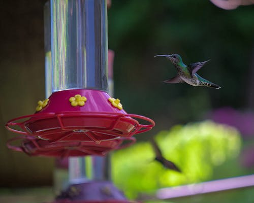 Ảnh lưu trữ miễn phí về bay, Bird Feeder, cận cảnh