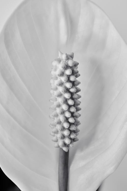 A black and white photo of a flower