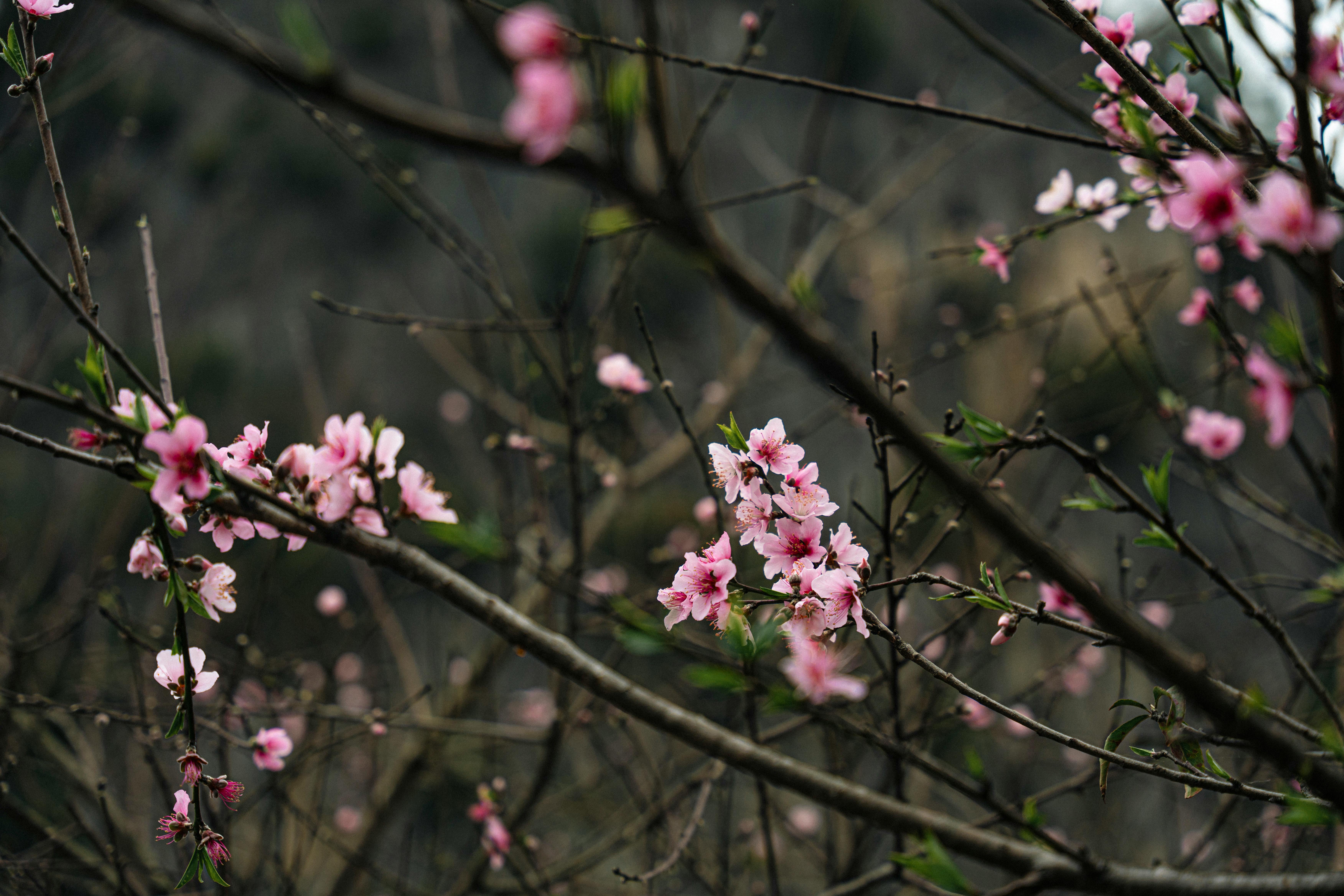 Close-up of vibrant pink cherry blossoms on branches, capturing spring's beauty in nature.
