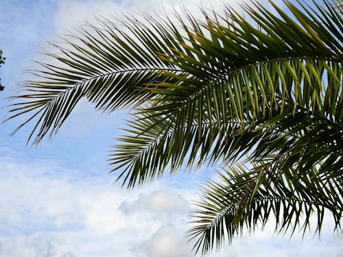 Зеленая пальма под голубым облачным небом в дневное время