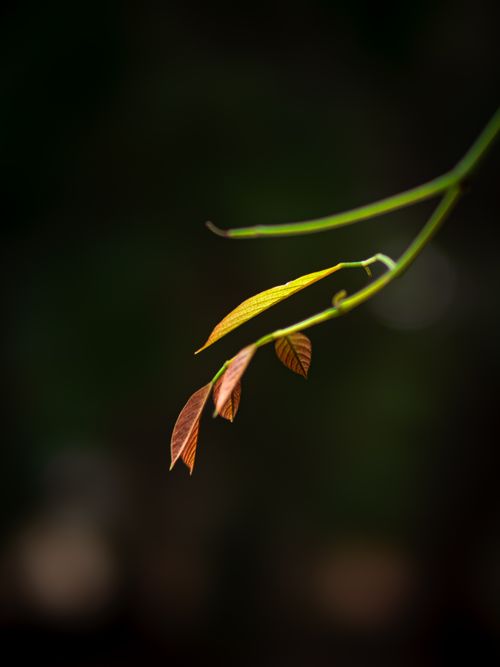 Free Detailed view of delicate leaves on a dark backdrop, showcasing natural beauty. Stock Photo