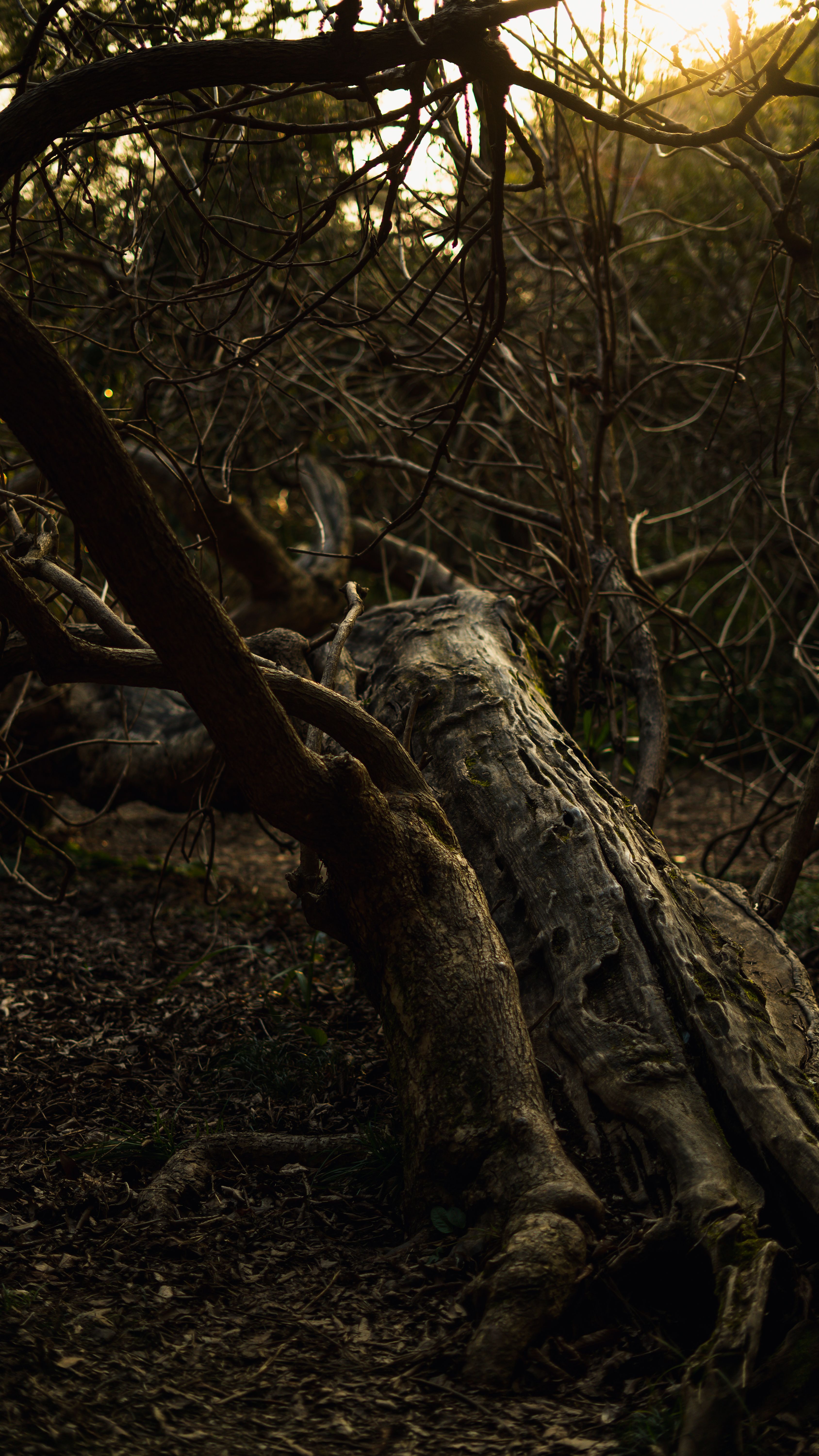 Fallen Tree in Forest · Free Stock Photo