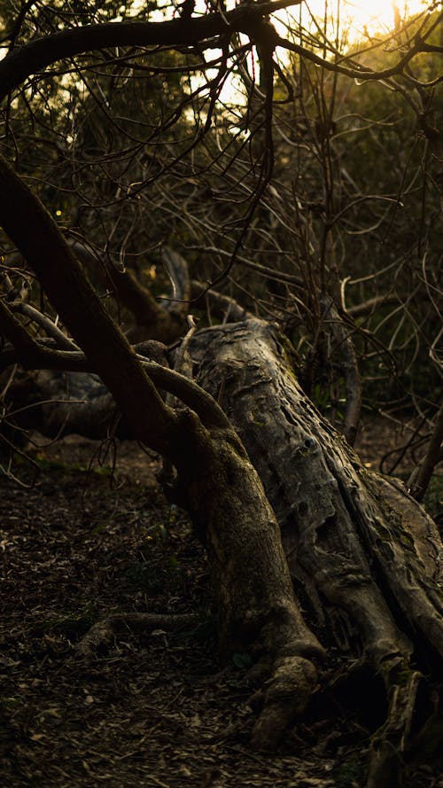 A tree that has fallen over in the woods