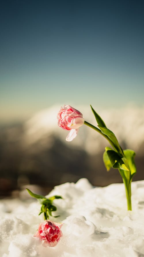 Two pink tulips are growing out of the snow