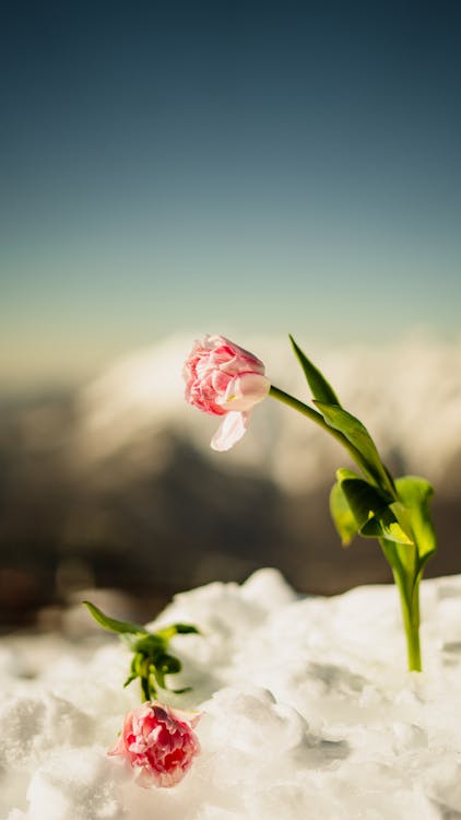 Gratis arkivbilde med blomster, forkjølelse, kald