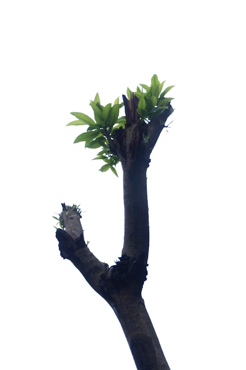 Minimalism old guava tree trunk with sky background