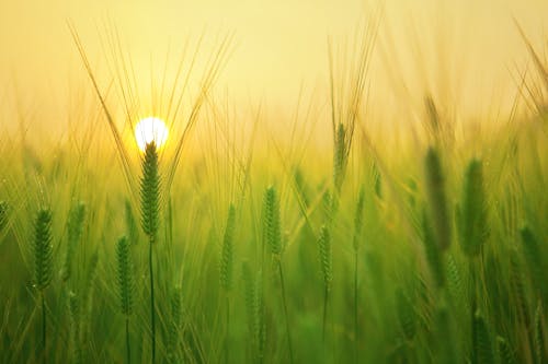 Field of Plants